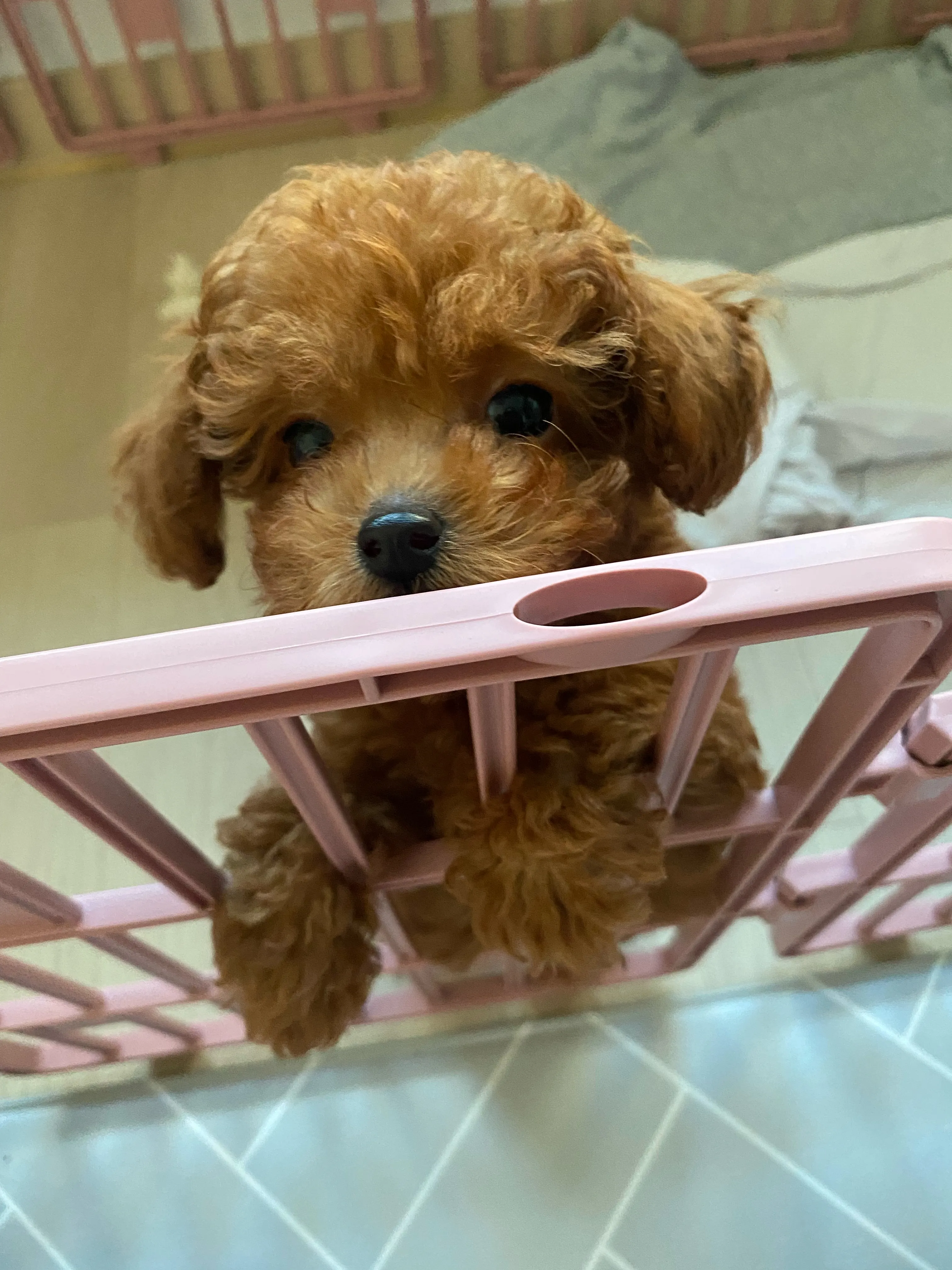 When puppy first came home