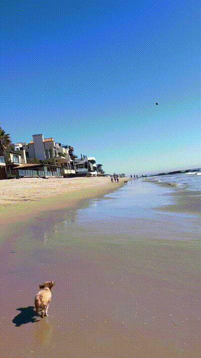 Fetch at the beach