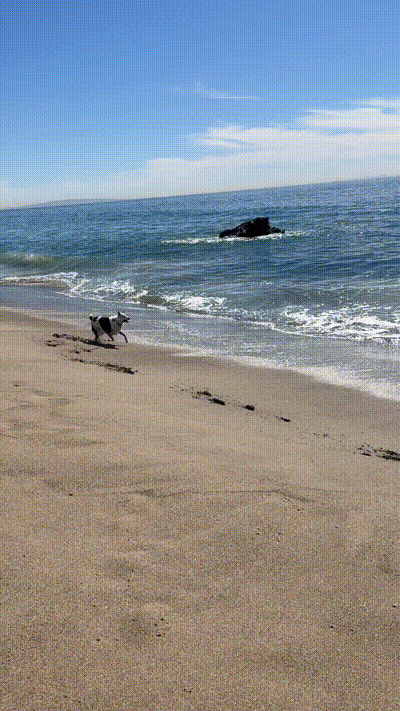 Fetch at the beach