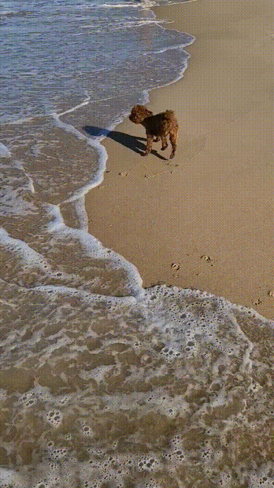 Fetch at the beach
