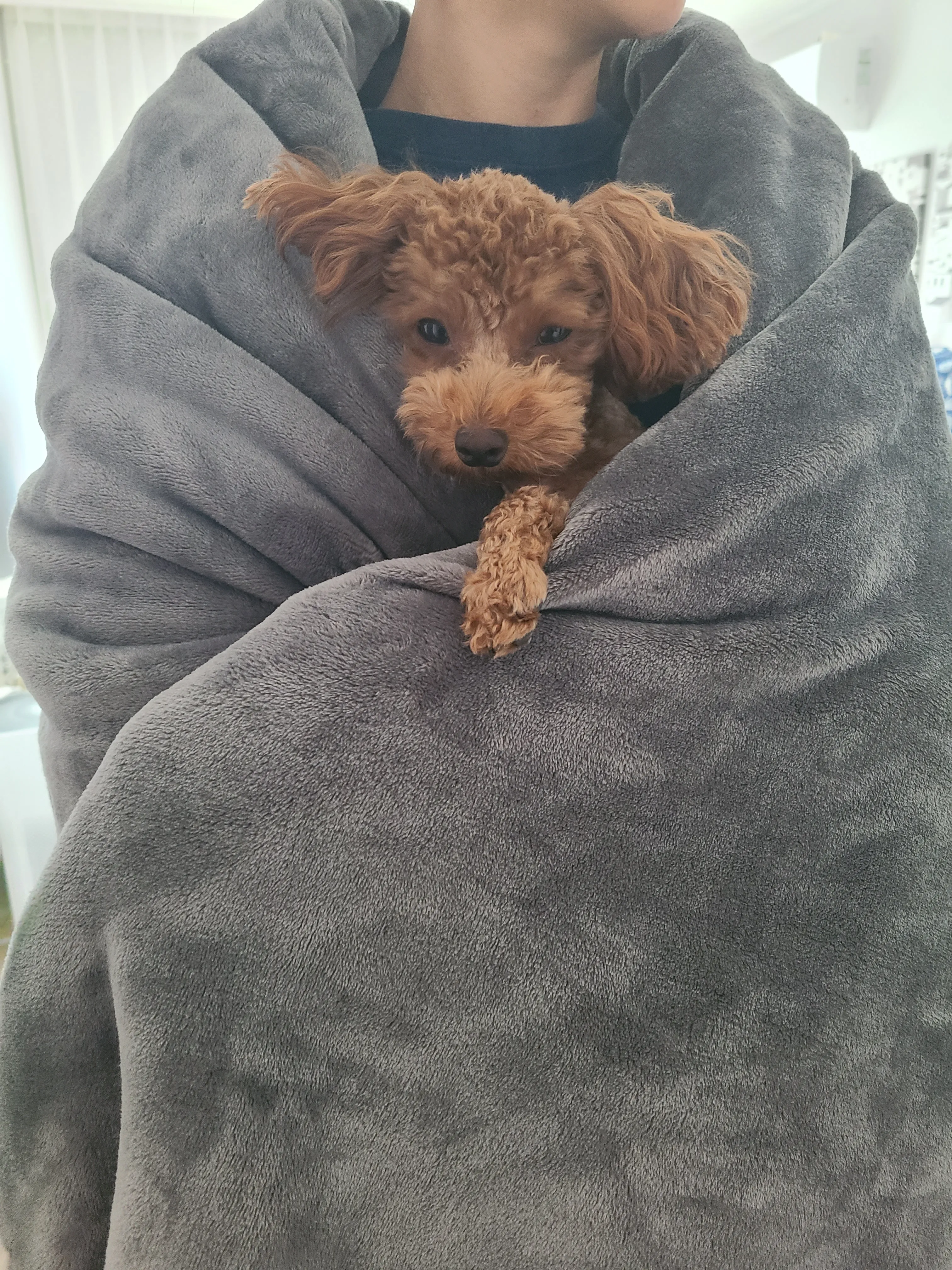 Cold dog in the winter