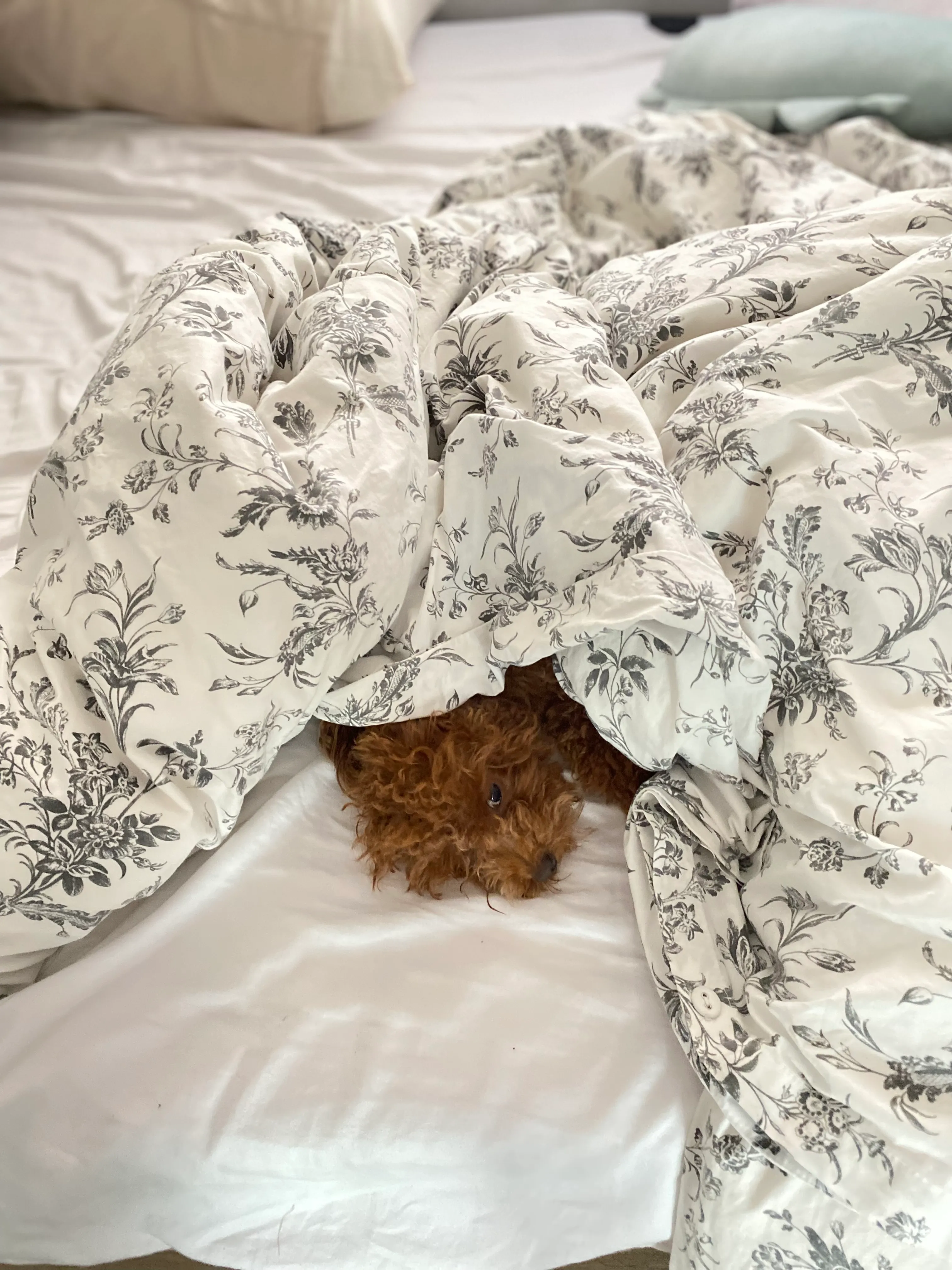 Dog inside the blanket