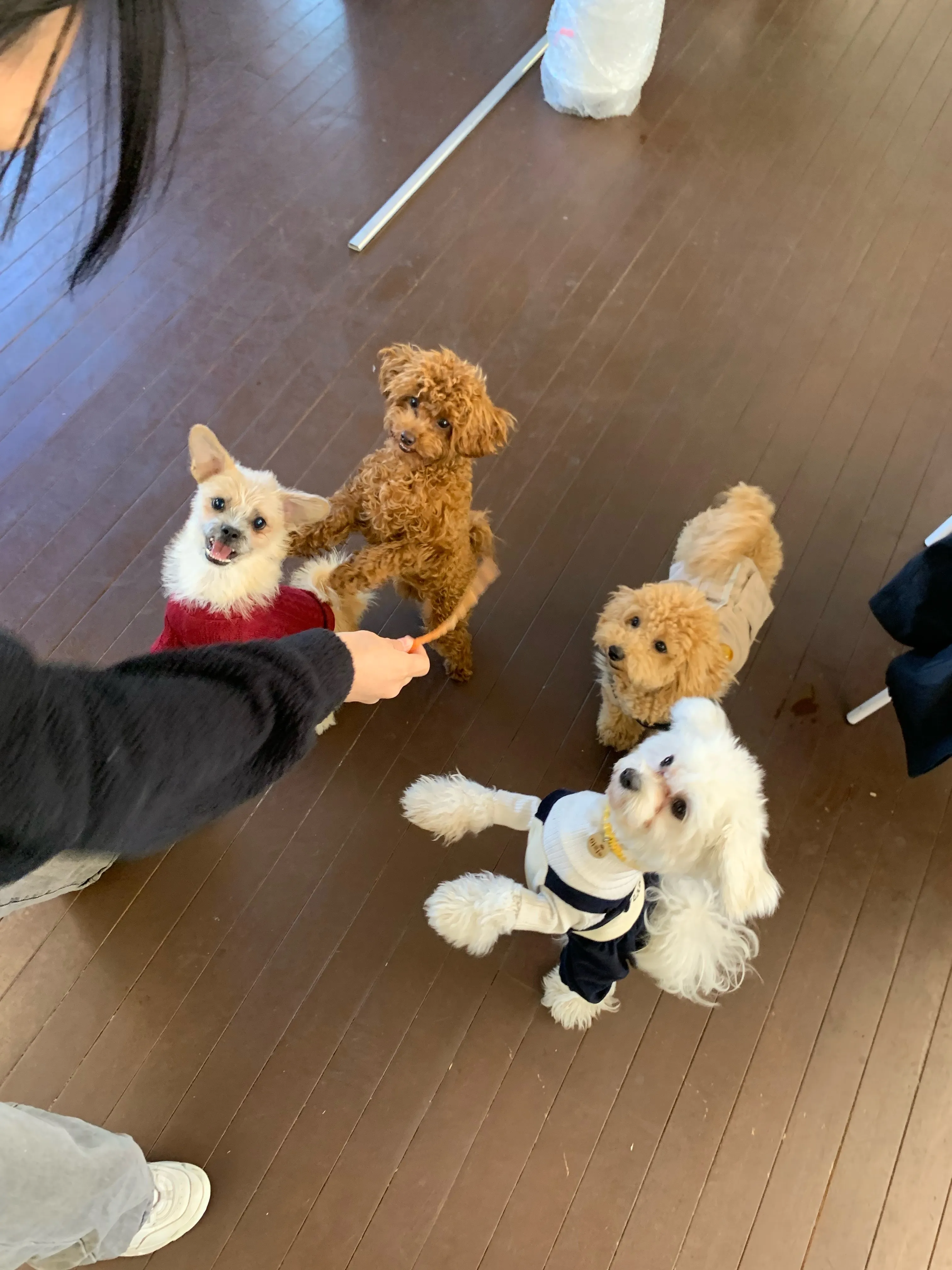 Neighborhood dog friends