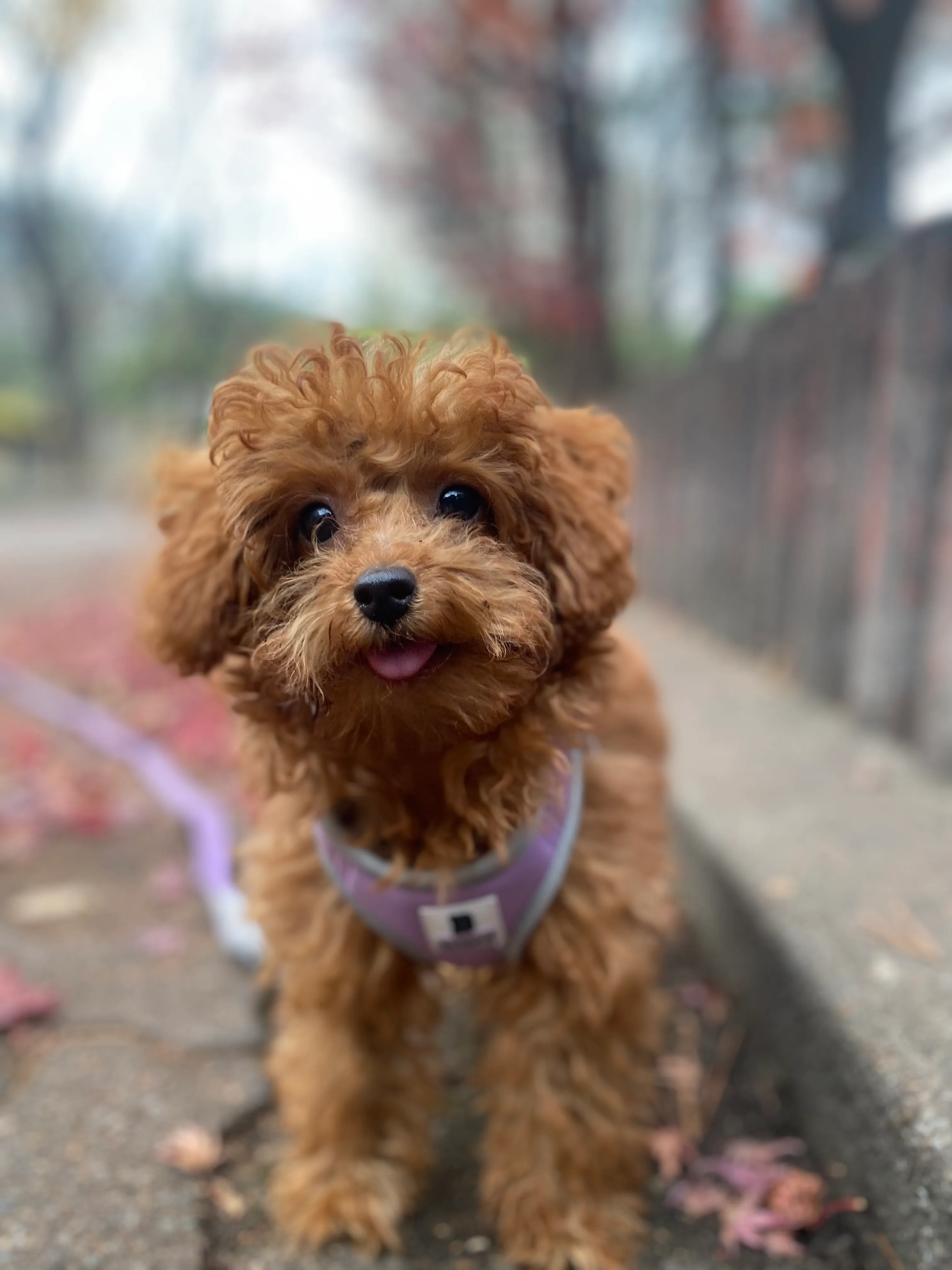 Happy puppy
