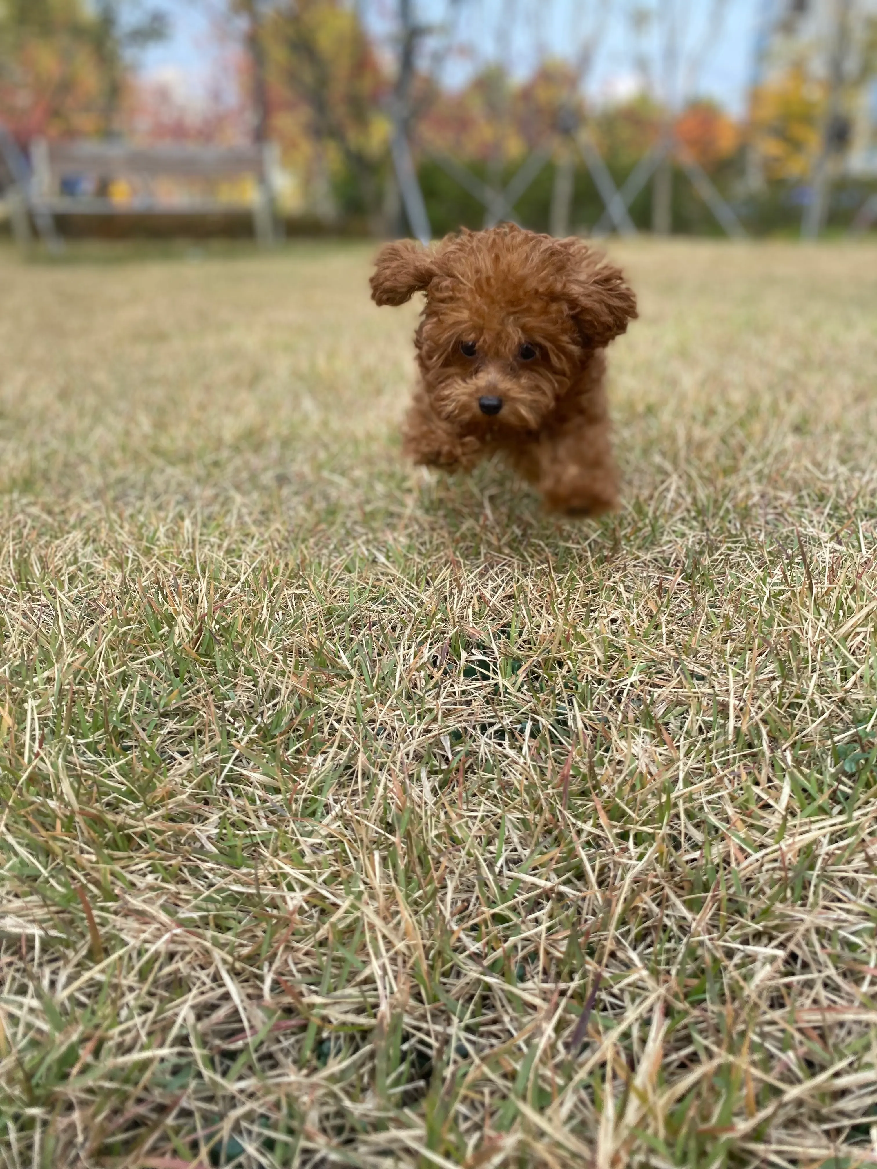 Baby dog running