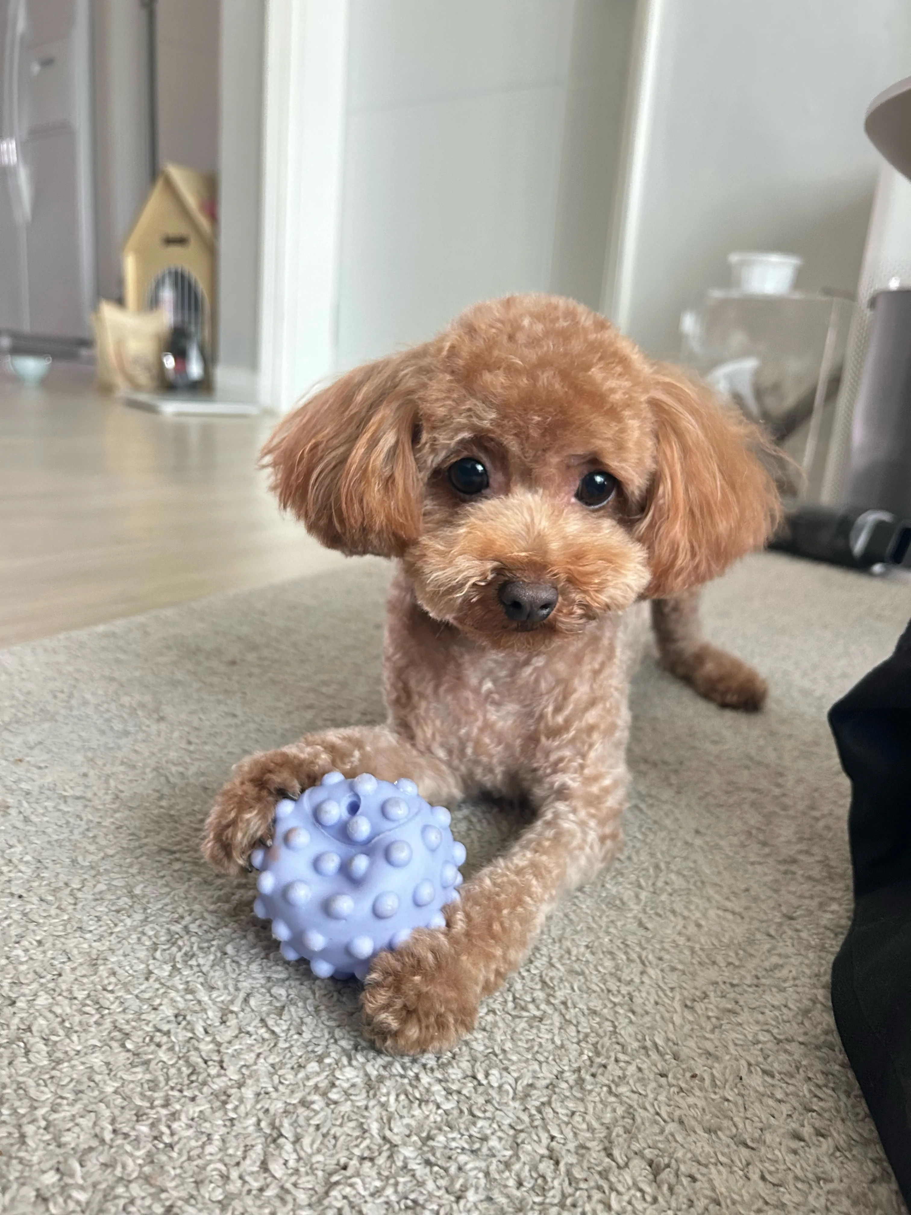 Favorite ball to chew on