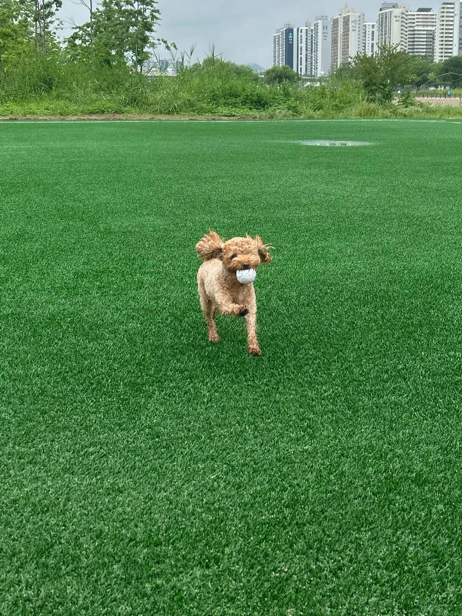 Playing fetch