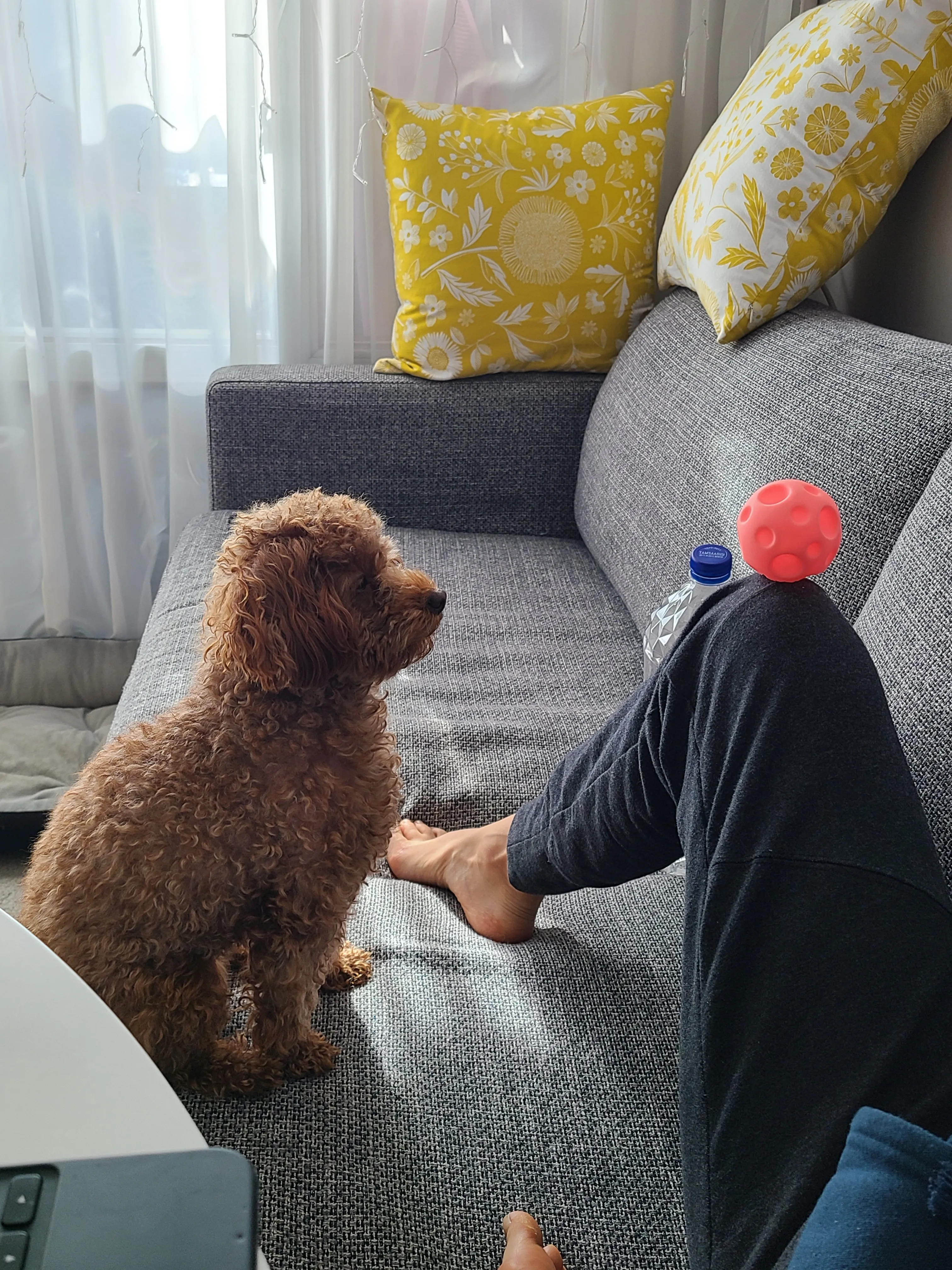 Waiting for me to throw the ball