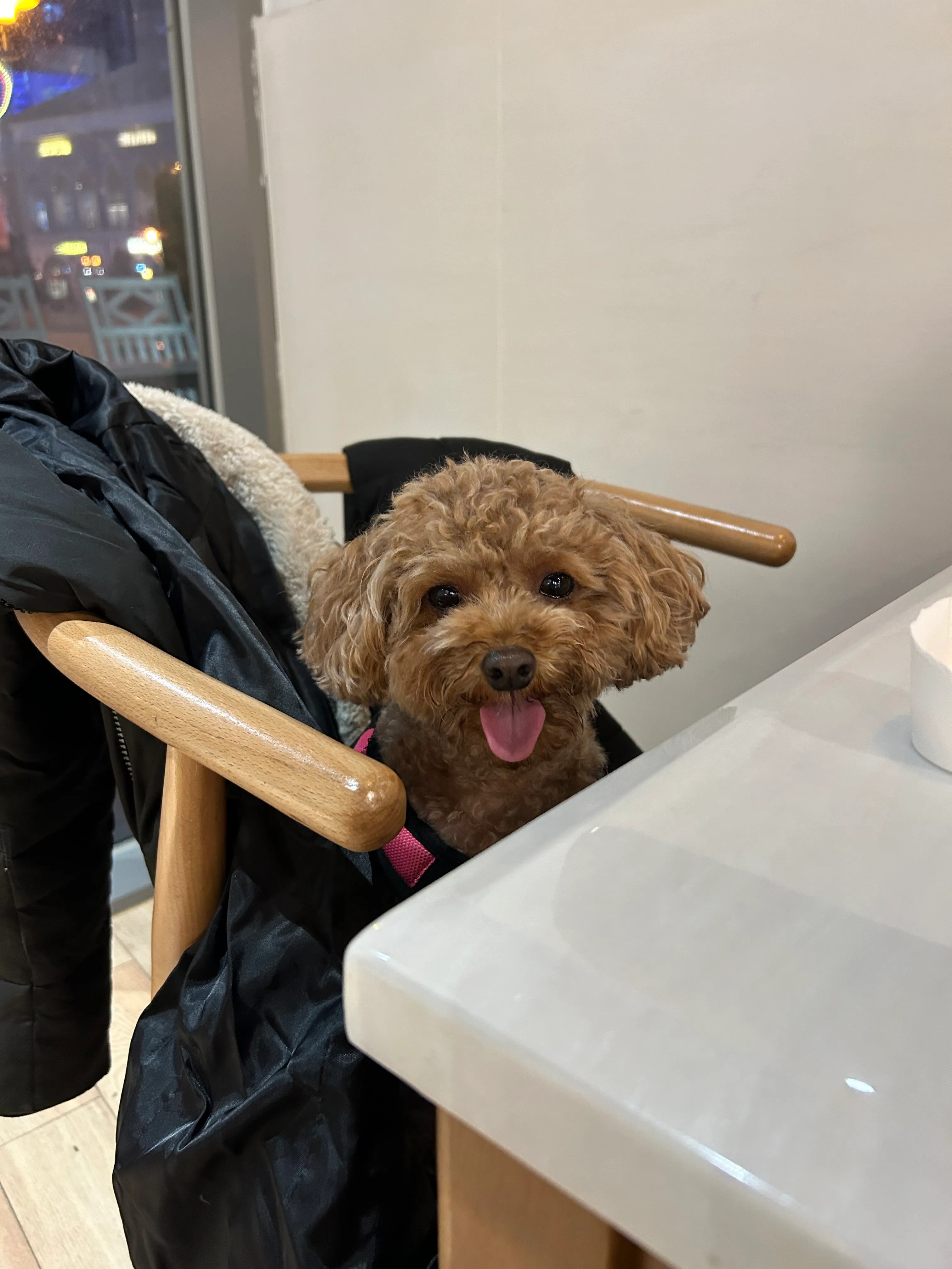 Dog friendly cafe