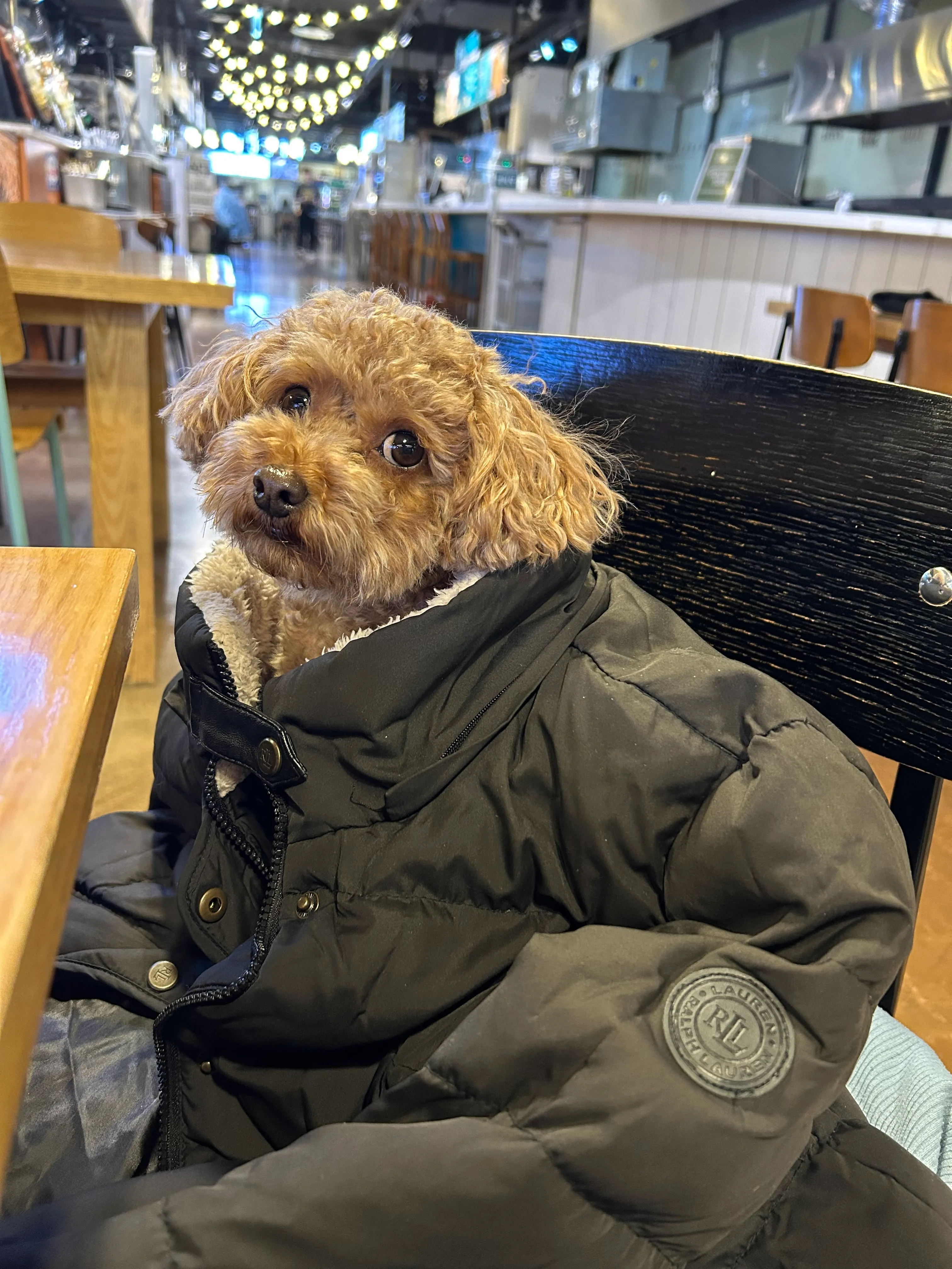 Sneaking Bongo into a food court